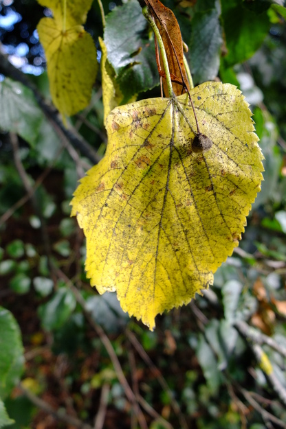 October close-up photo