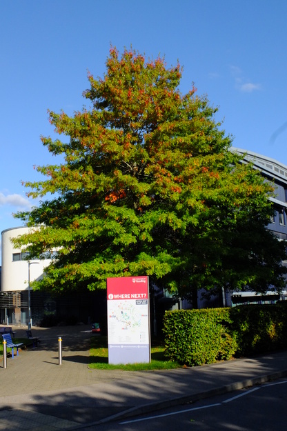 October tree photo
