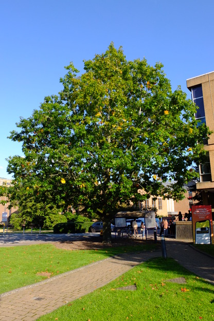 October tree photo