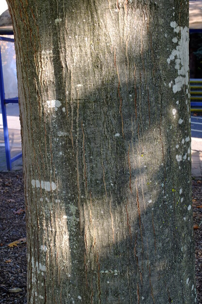 October close-up photo