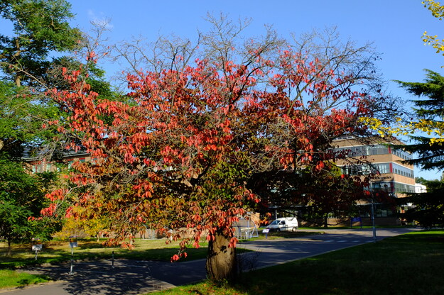 Photo of Prunus sargentii