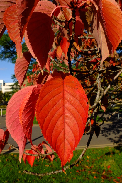 October close-up photo