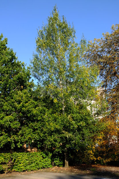 October tree photo