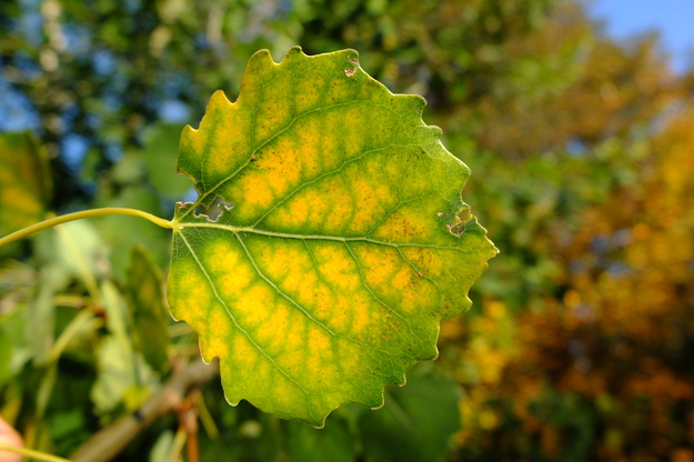 October close-up photo