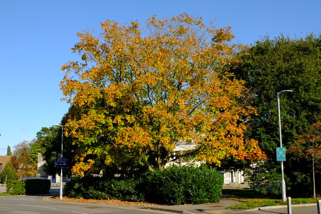 Harborne West tree photo
