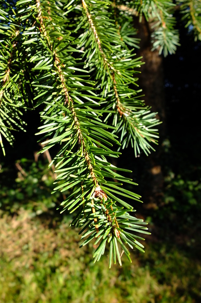 October close-up photo