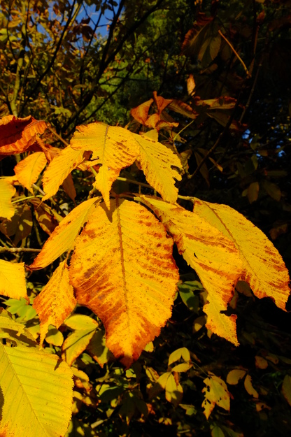 October close-up photo