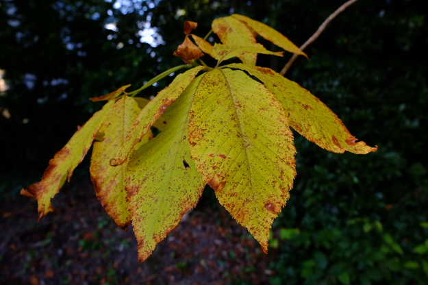 October close-up photo