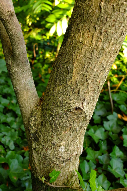 October close-up photo