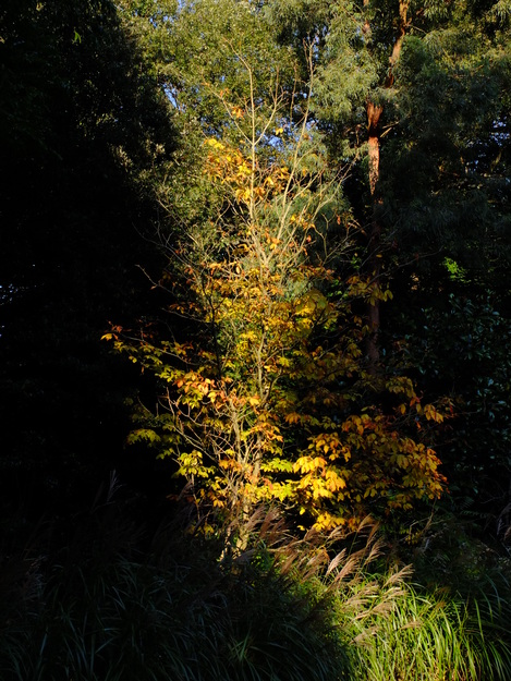 October tree photo
