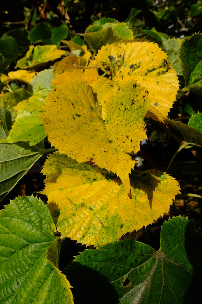 October close-up photo