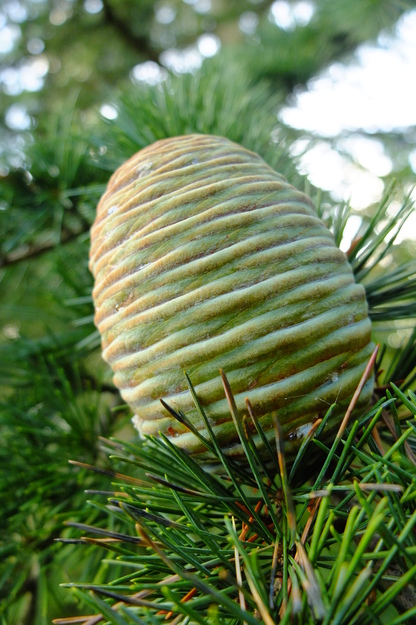 October close-up photo