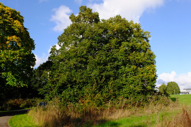 October tree photo
