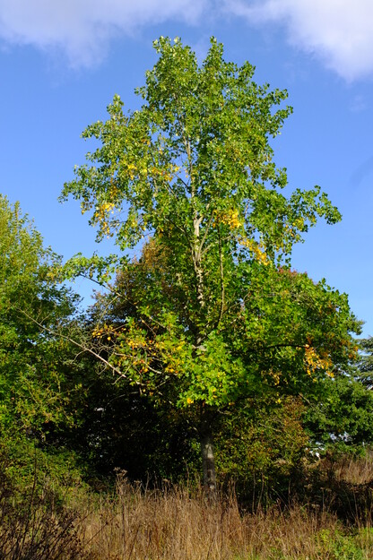 October tree photo