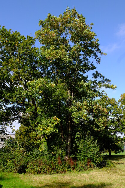 October tree photo