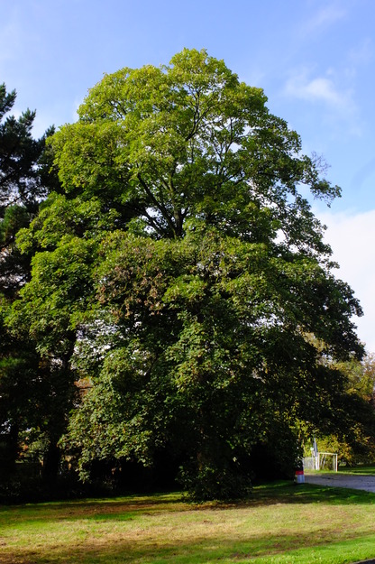 October tree photo