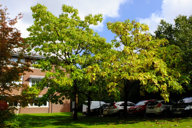 Agriculture courtyard tree photo