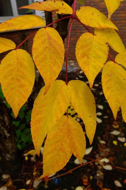 October close-up photo