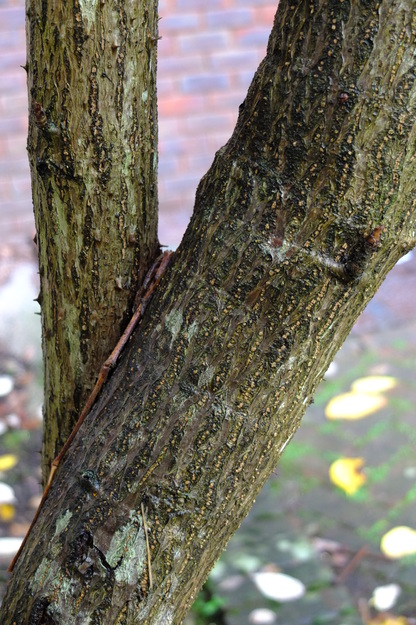 October close-up photo