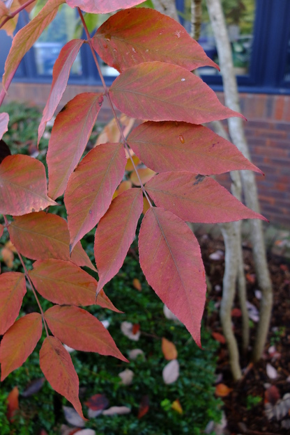 October close-up photo