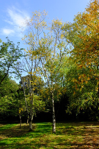 October tree photo