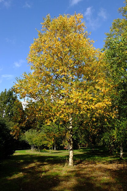Harris Garden tree photo