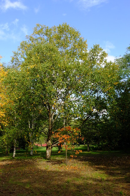 October tree photo