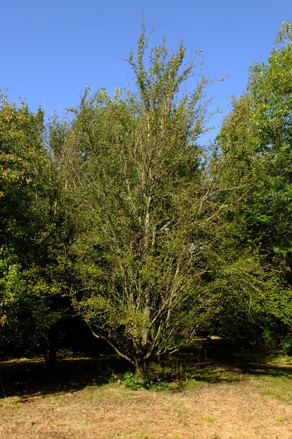 Harris Garden tree photo