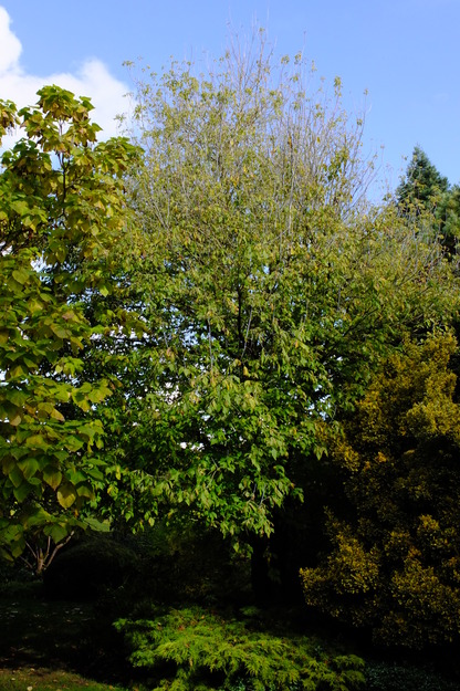 October tree photo