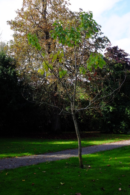 Photo of Paulownia tomentosa