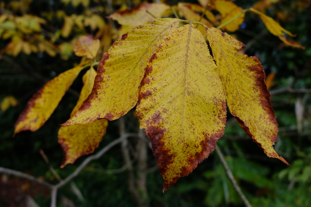 October close-up photo