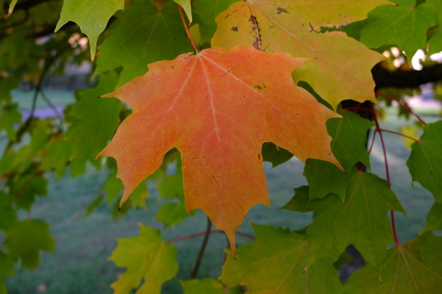 October close-up photo