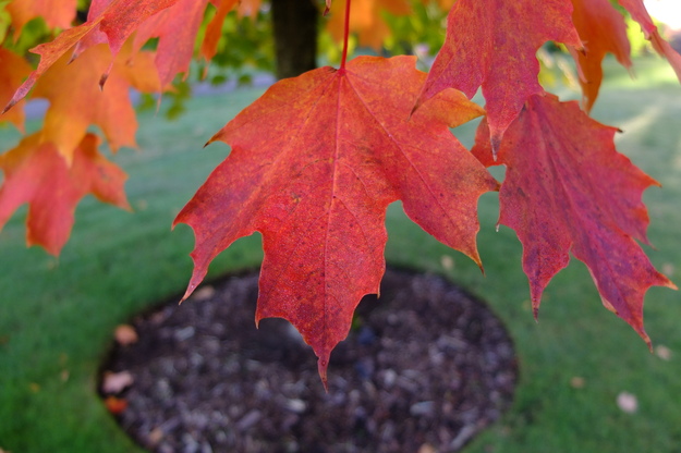 October close-up photo