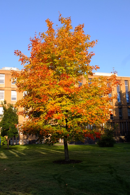 October tree photo