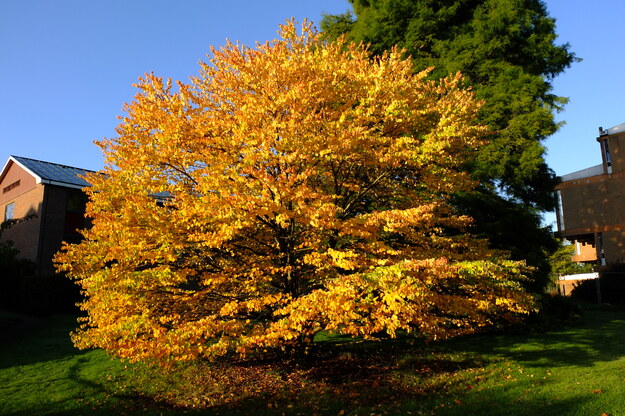 Photo of Cercidiphyllum japonicum