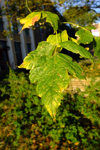 October close-up photo