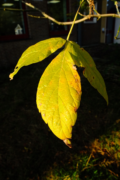 October close-up photo