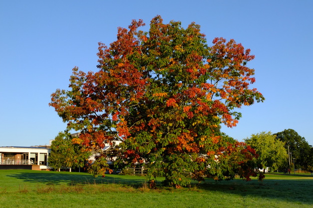 October tree photo