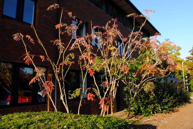 Photo of Aralia elata (Japanese angelica tree)