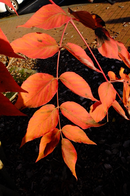 October close-up photo
