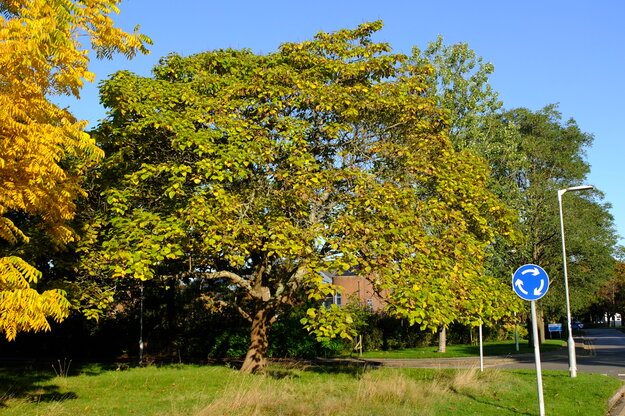 Harry Pitt North tree photo