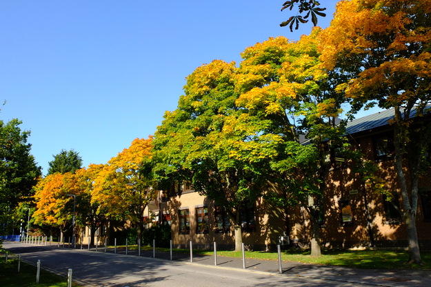 October tree photo