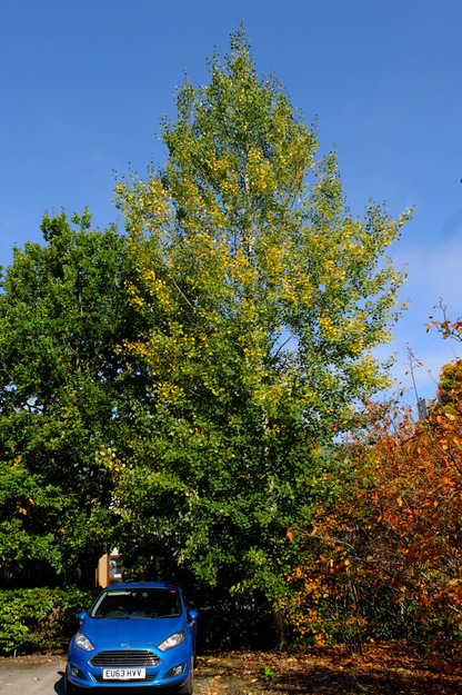 October tree photo