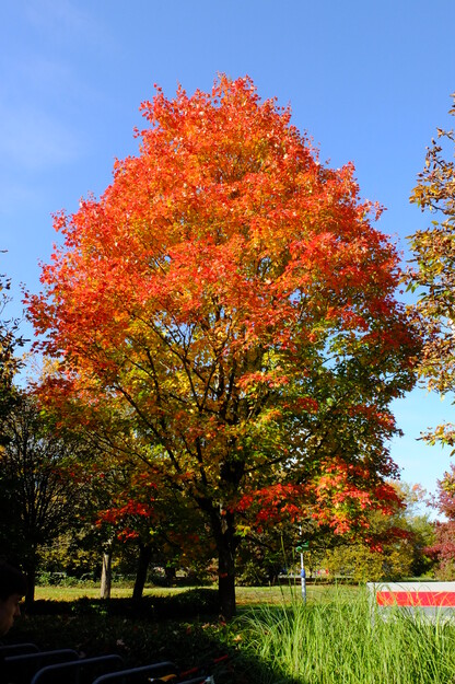 October tree photo