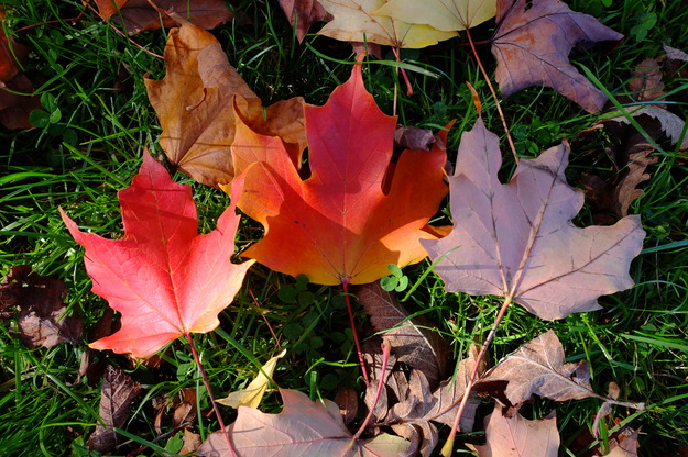 October close-up photo