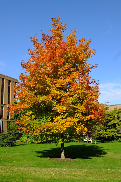 Whiteknights Quad tree photo