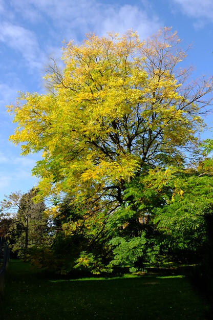 October tree photo