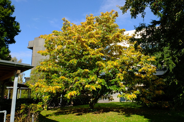 October tree photo