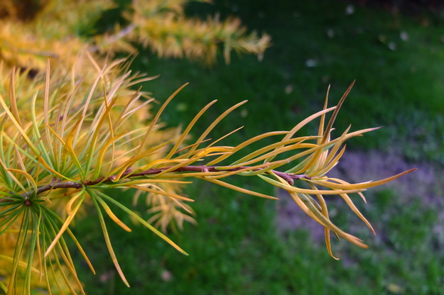 October close-up photo