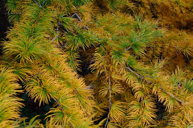 October close-up photo